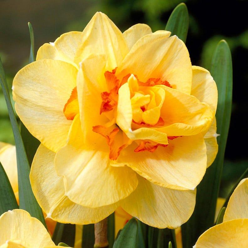 Daffodil, Double, 'tahiti', Yellow With Yellow Orange Center - View 25 from www redcrocus com