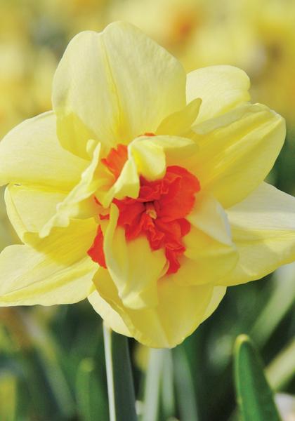 Daffodil, Double, 'tahiti', Yellow With Yellow Orange Center - View 3 from www redcrocus com