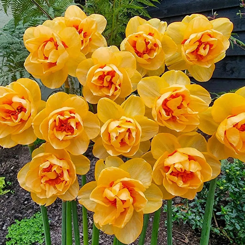Daffodil, Double, 'tahiti', Yellow With Yellow Orange Center - View 4 from www redcrocus com