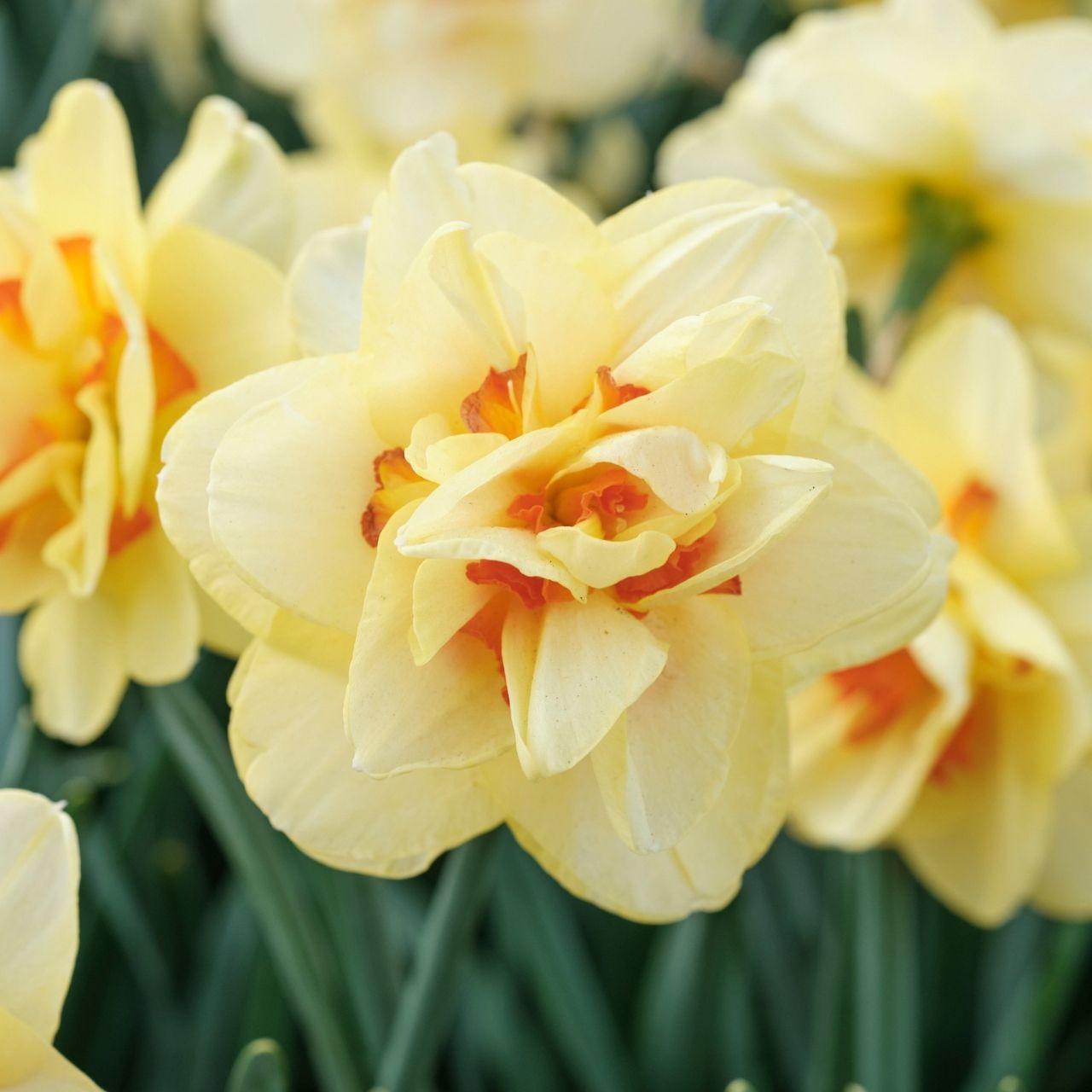 Daffodil, Double, 'tahiti', Yellow With Yellow Orange Center - View 5 from www redcrocus com