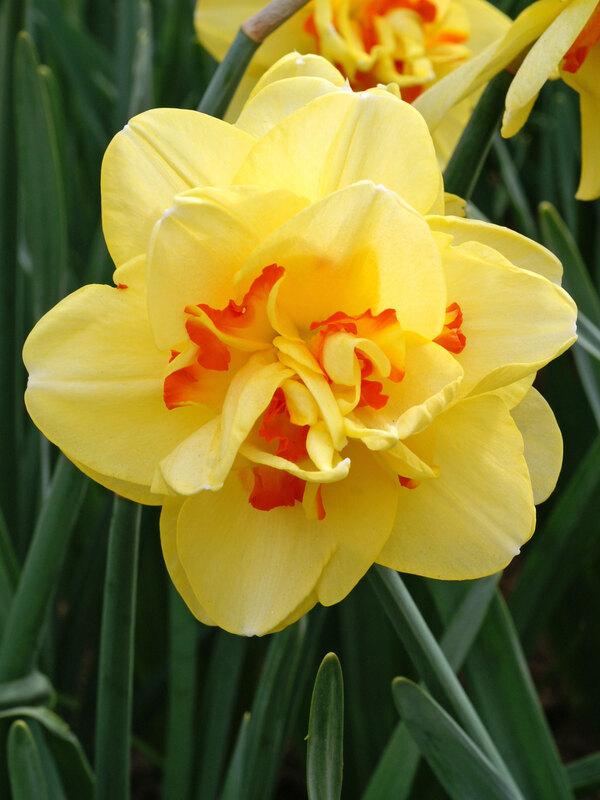 Daffodil, Double, 'tahiti', Yellow With Yellow Orange Center - View 8 from www redcrocus com
