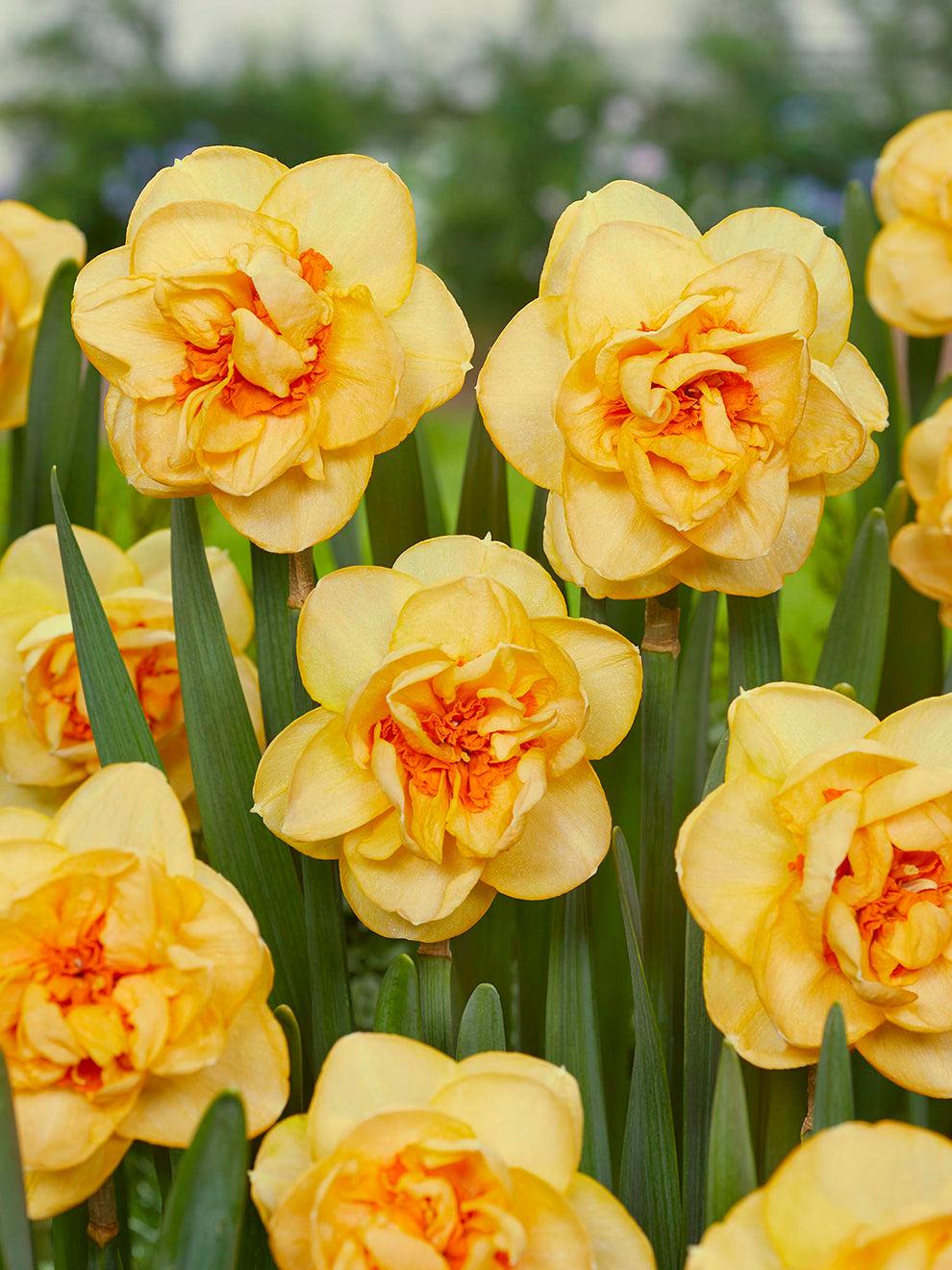 Daffodil, Double, 'tahiti', Yellow With Yellow Orange Center - View 9 from www redcrocus com