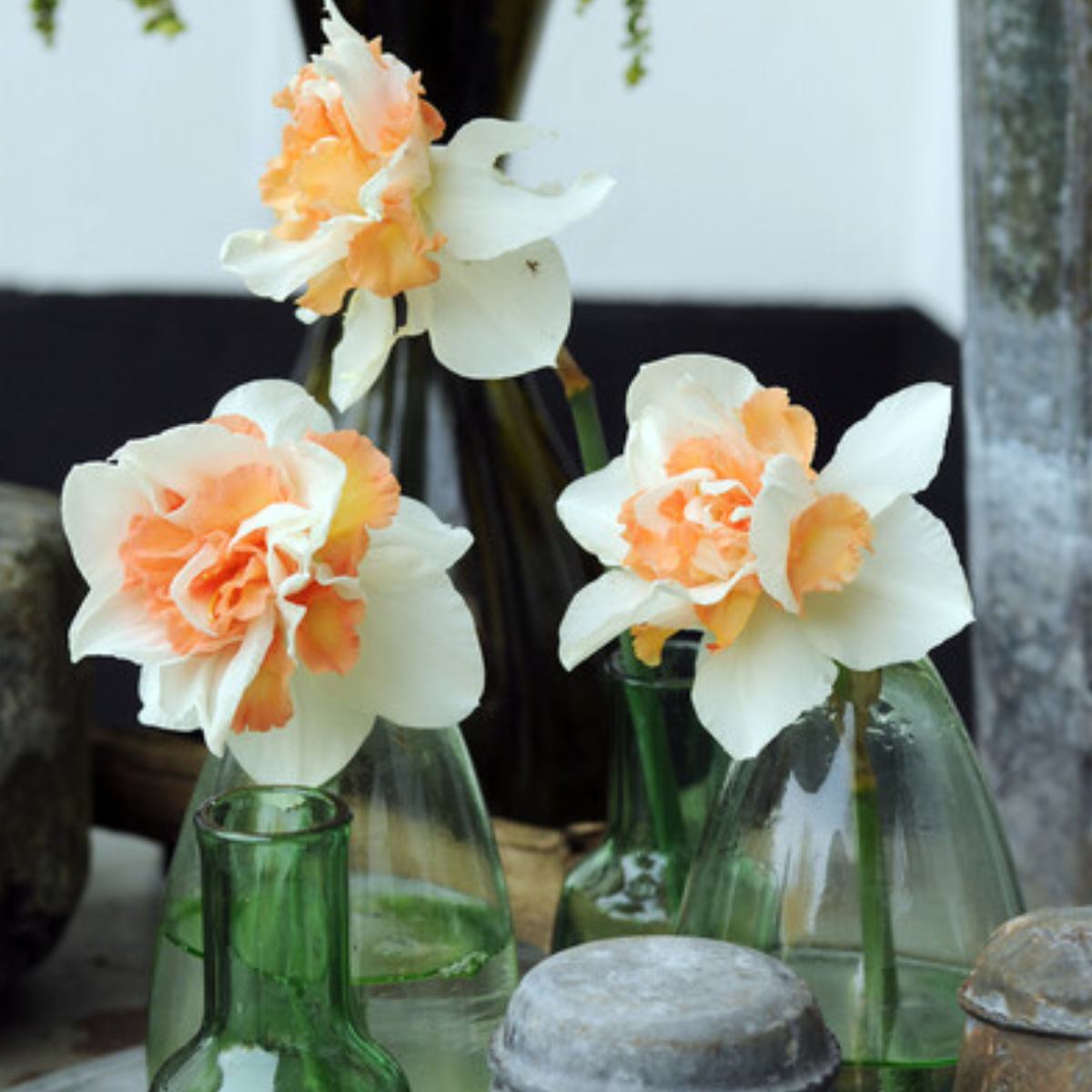 Daffodil, Double, 'replete', White With White Orange Cup - View 10 from www redcrocus com