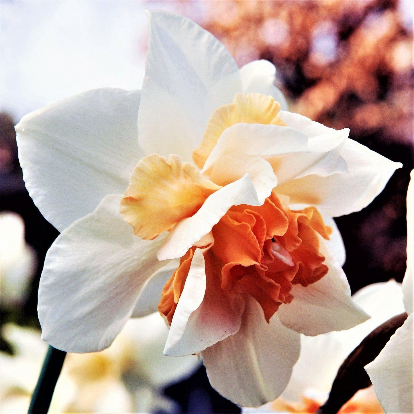 Daffodil, Double, 'replete', White With White Orange Cup - View 11 from www redcrocus com