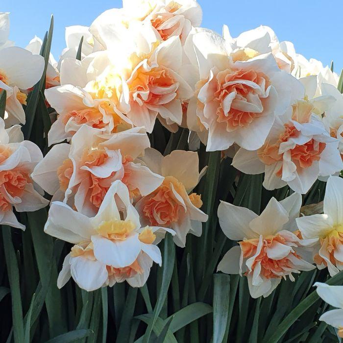 Daffodil, Double, 'replete', White With White Orange Cup - View 12 from www redcrocus com