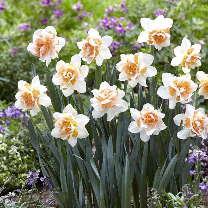 Daffodil, Double, 'replete', White With White Orange Cup - View 13 from www redcrocus com
