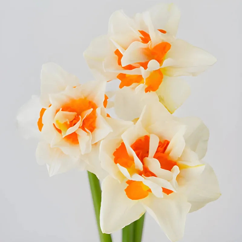 Daffodil, Double, 'replete', White With White Orange Cup - View 17 from www redcrocus com