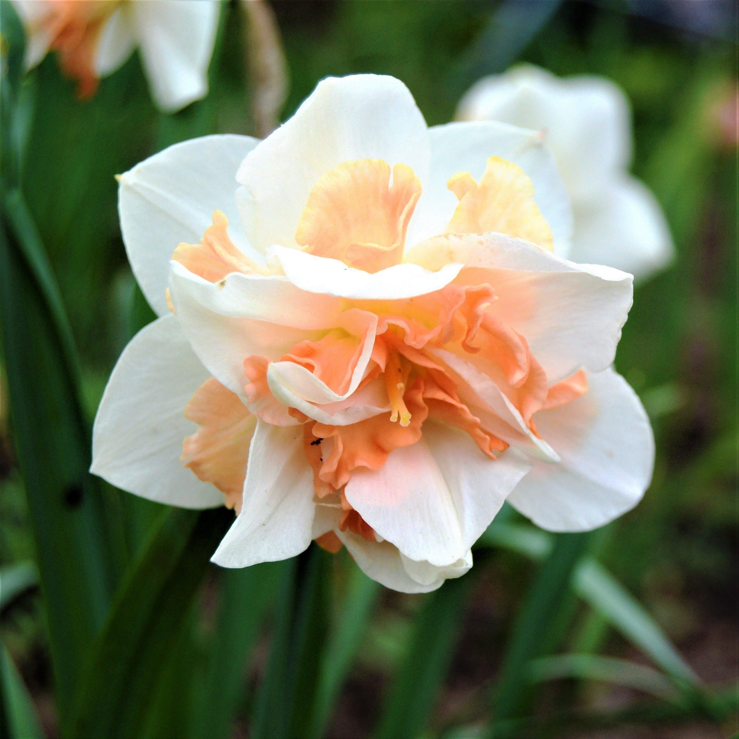 Daffodil, Double, 'replete', White With White Orange Cup - View 18 from www redcrocus com
