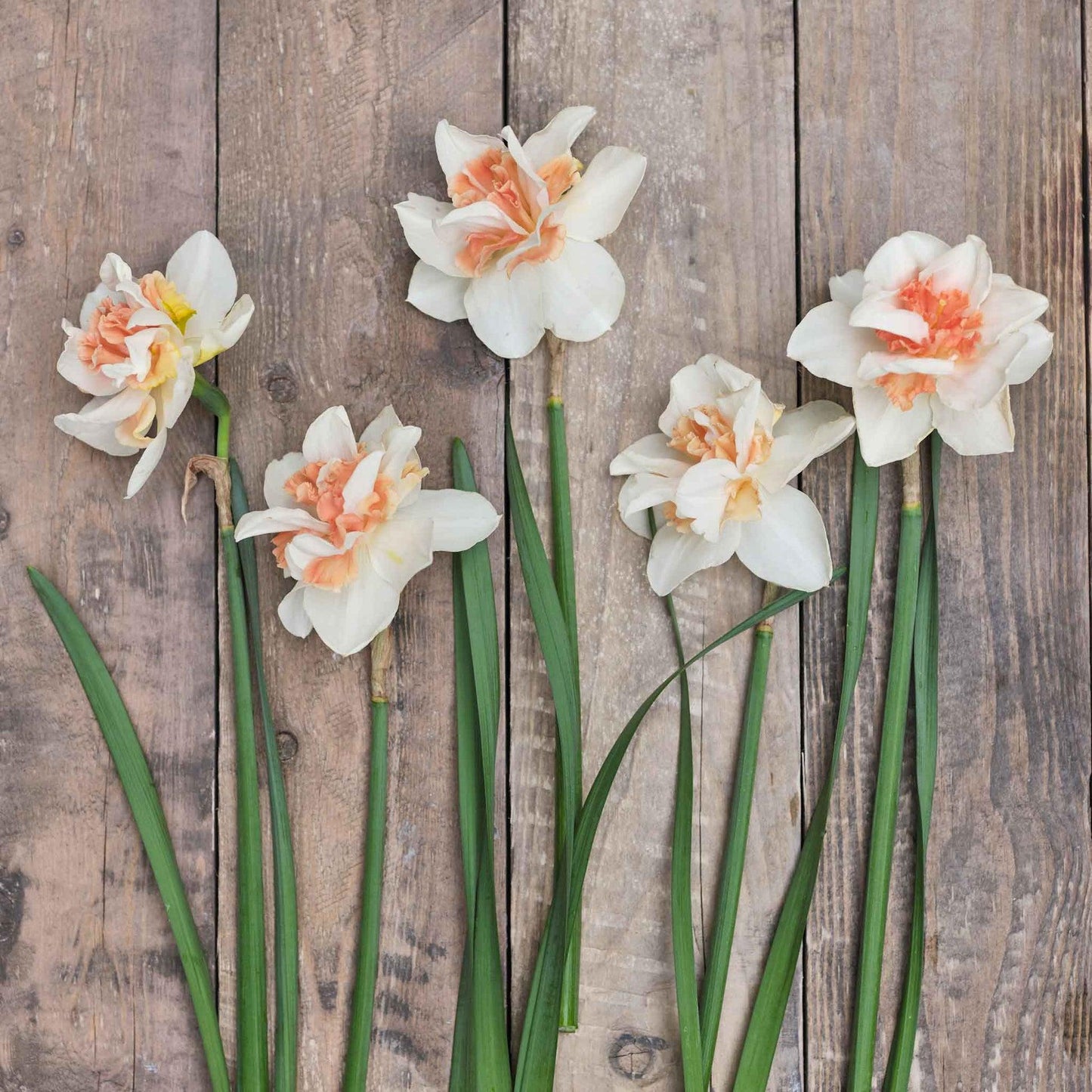 Daffodil, Double, 'replete', White With White Orange Cup - View 19 from www redcrocus com