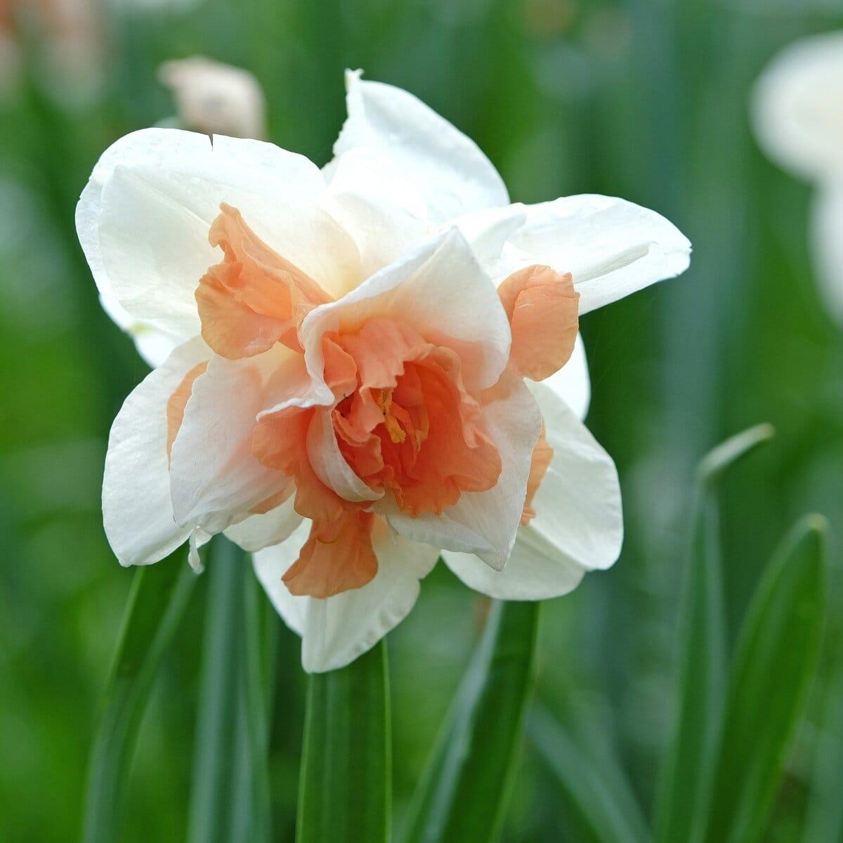 Daffodil, Double, 'replete', White With White Orange Cup - View 1 from www redcrocus com
