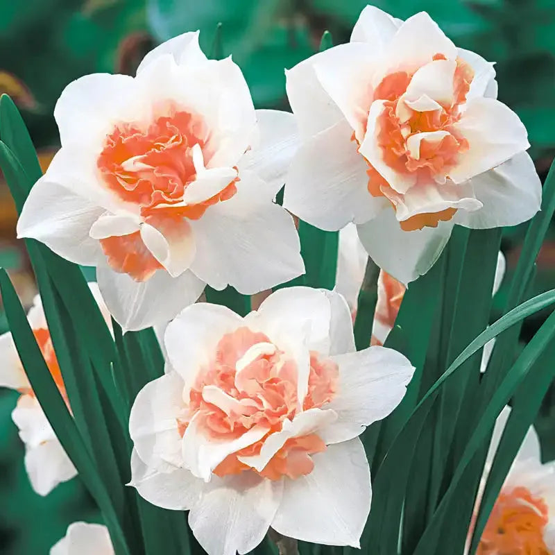 Daffodil, Double, 'replete', White With White Orange Cup - View 21 from www redcrocus com
