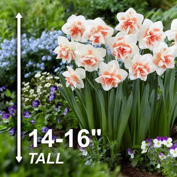 Daffodil, Double, 'replete', White With White Orange Cup - View 22 from www redcrocus com