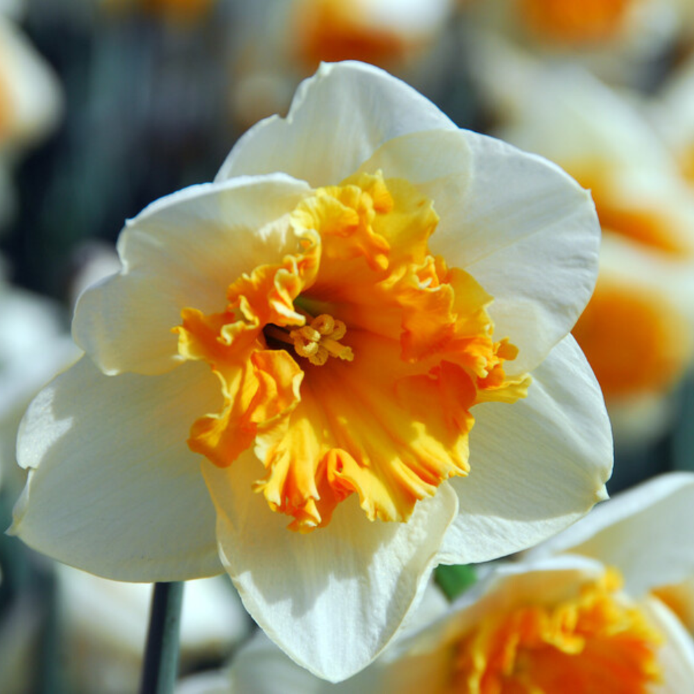 Daffodil, Double, 'replete', White With White Orange Cup - View 24 from www redcrocus com