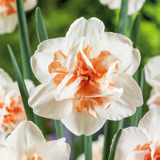 Daffodil, Double, 'replete', White With White Orange Cup - View 25 from www redcrocus com