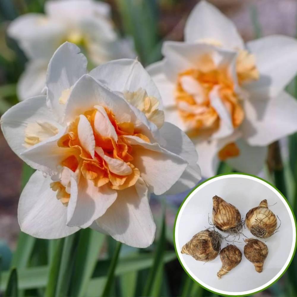 Daffodil, Double, 'replete', White With White Orange Cup - View 2 from www redcrocus com