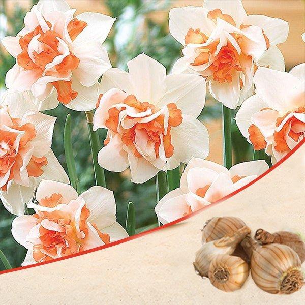 Daffodil, Double, 'replete', White With White Orange Cup - View 3 from www redcrocus com