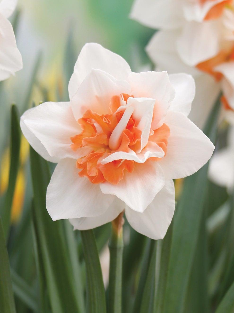 Daffodil, Double, 'replete', White With White Orange Cup - View 4 from www redcrocus com