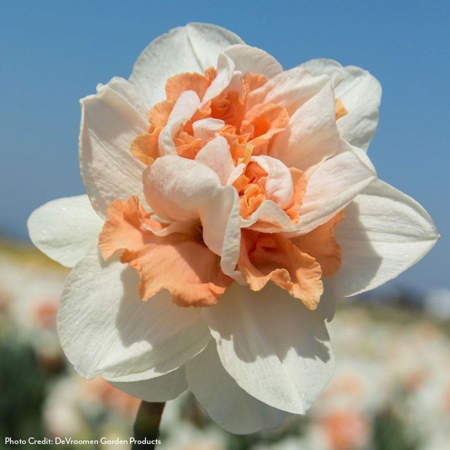 Daffodil, Double, 'replete', White With White Orange Cup - View 6 from www redcrocus com