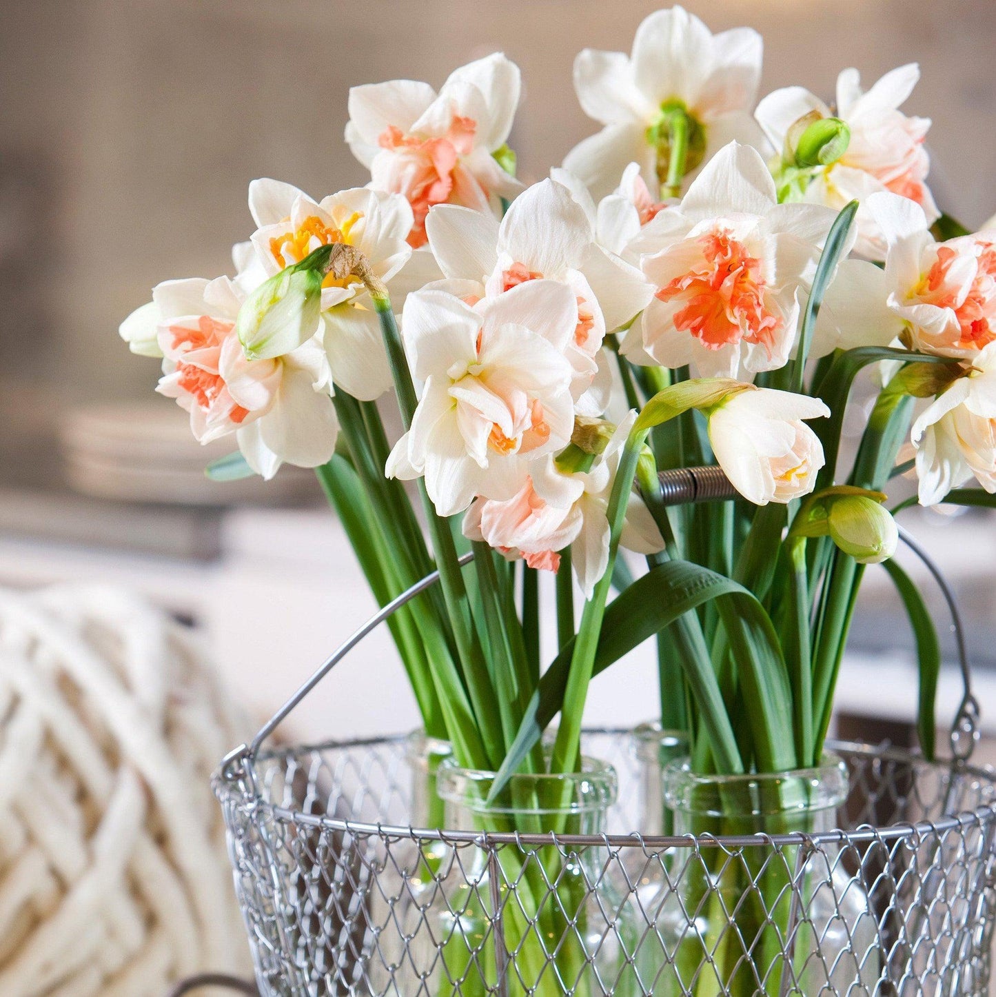 Daffodil, Double, 'replete', White With White Orange Cup - View 8 from www redcrocus com