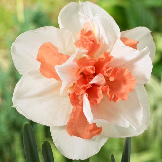 Daffodil, Double, 'replete', White With White Orange Cup - View 9 from www redcrocus com