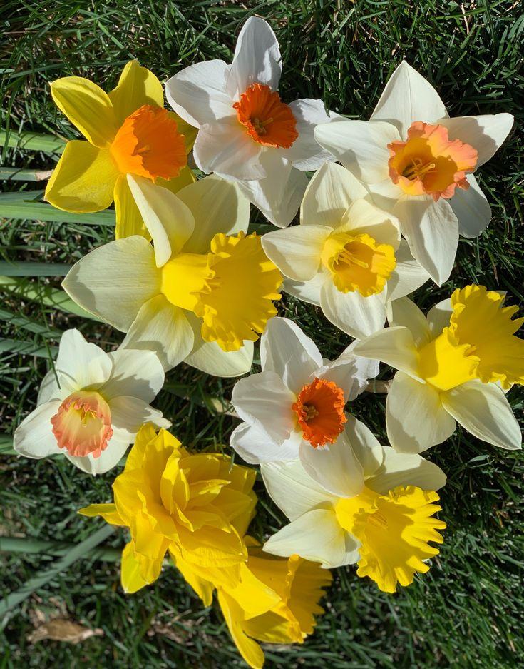Daffodil Mixture Large Flowering Trumpet And Large Cup Mix - View 10 from www redcrocus com
