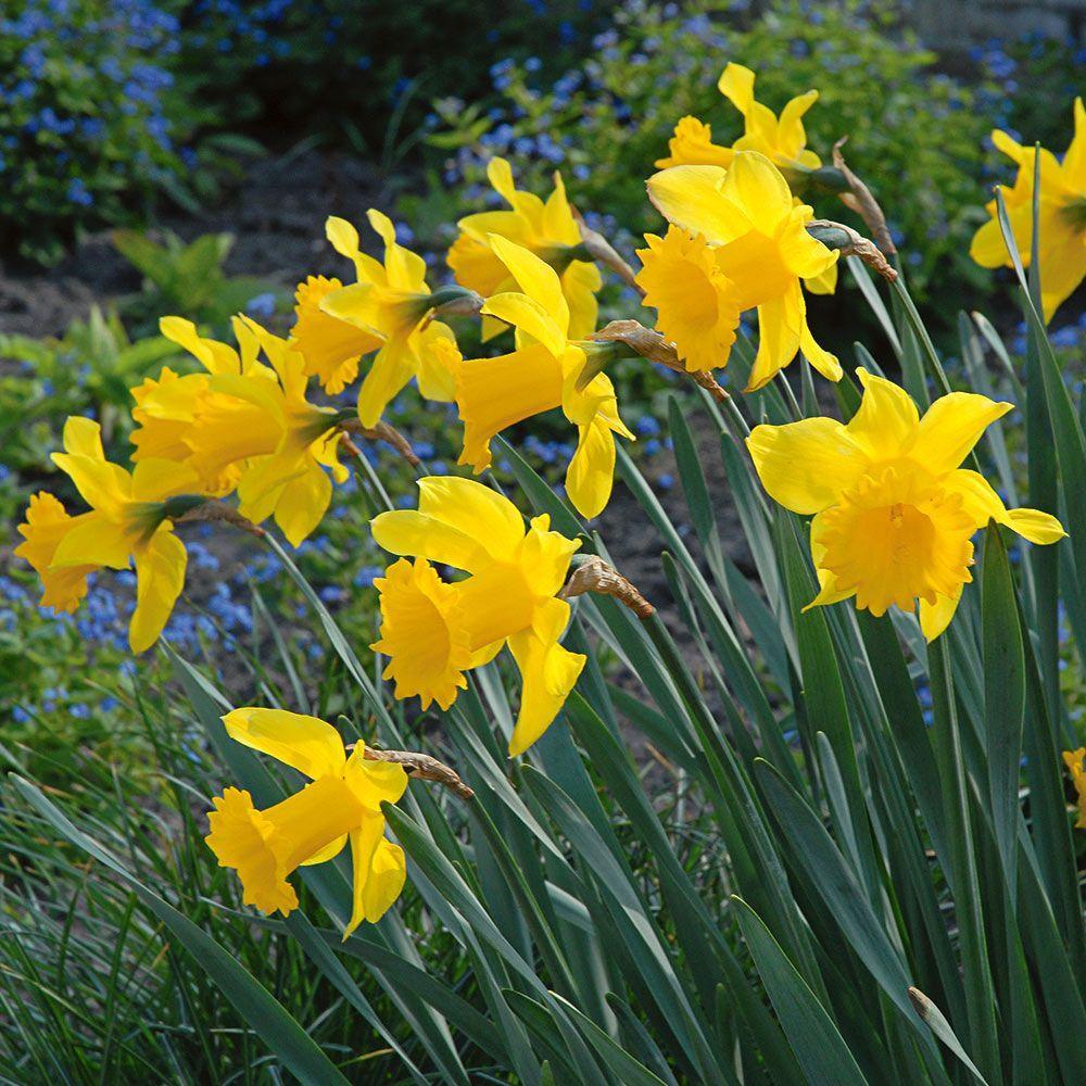 Daffodil Mixture Large Flowering Trumpet And Large Cup Mix - View 11 from www redcrocus com