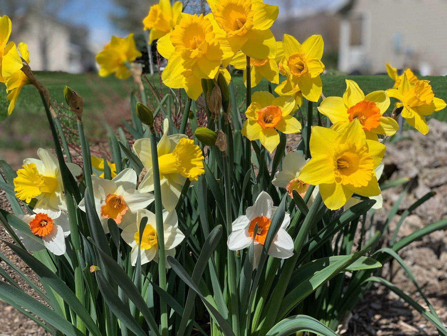 Daffodil Mixture Large Flowering Trumpet And Large Cup Mix - View 14 from www redcrocus com