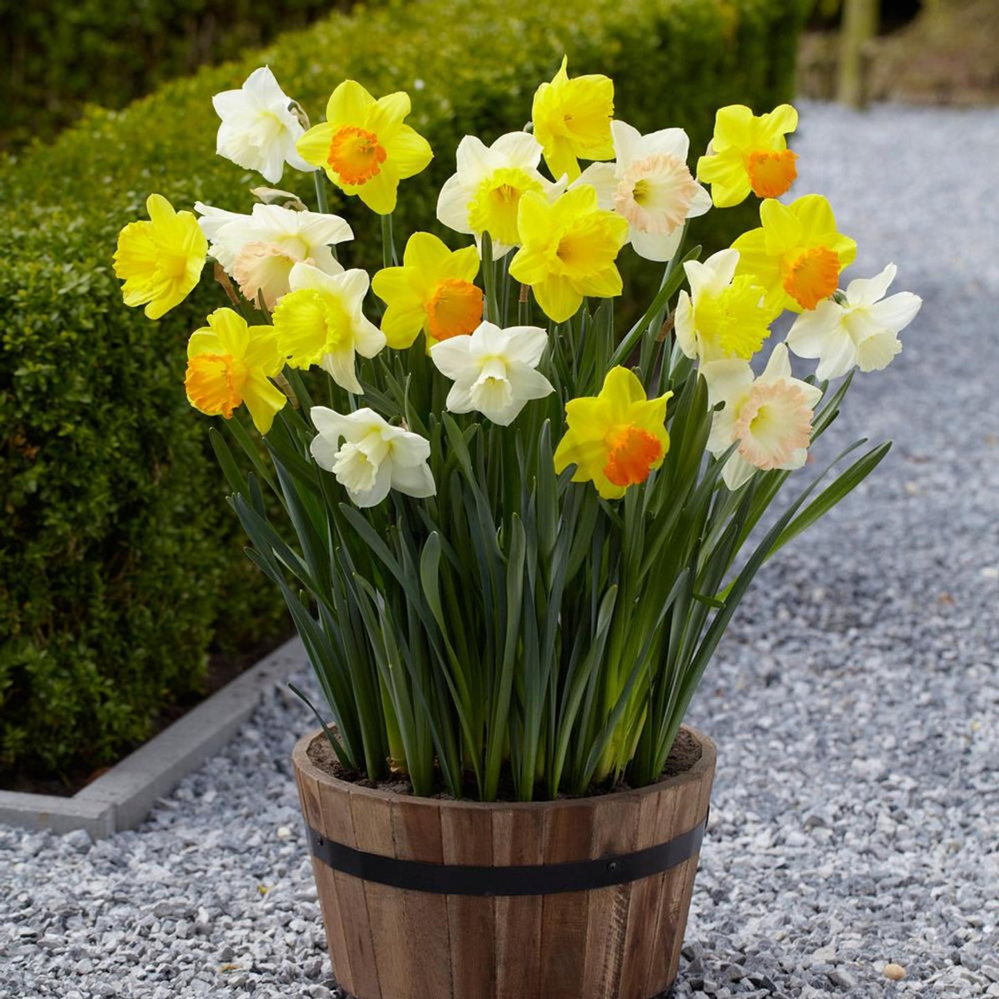 Daffodil Mixture Large Flowering Trumpet And Large Cup Mix - View 16 from www redcrocus com
