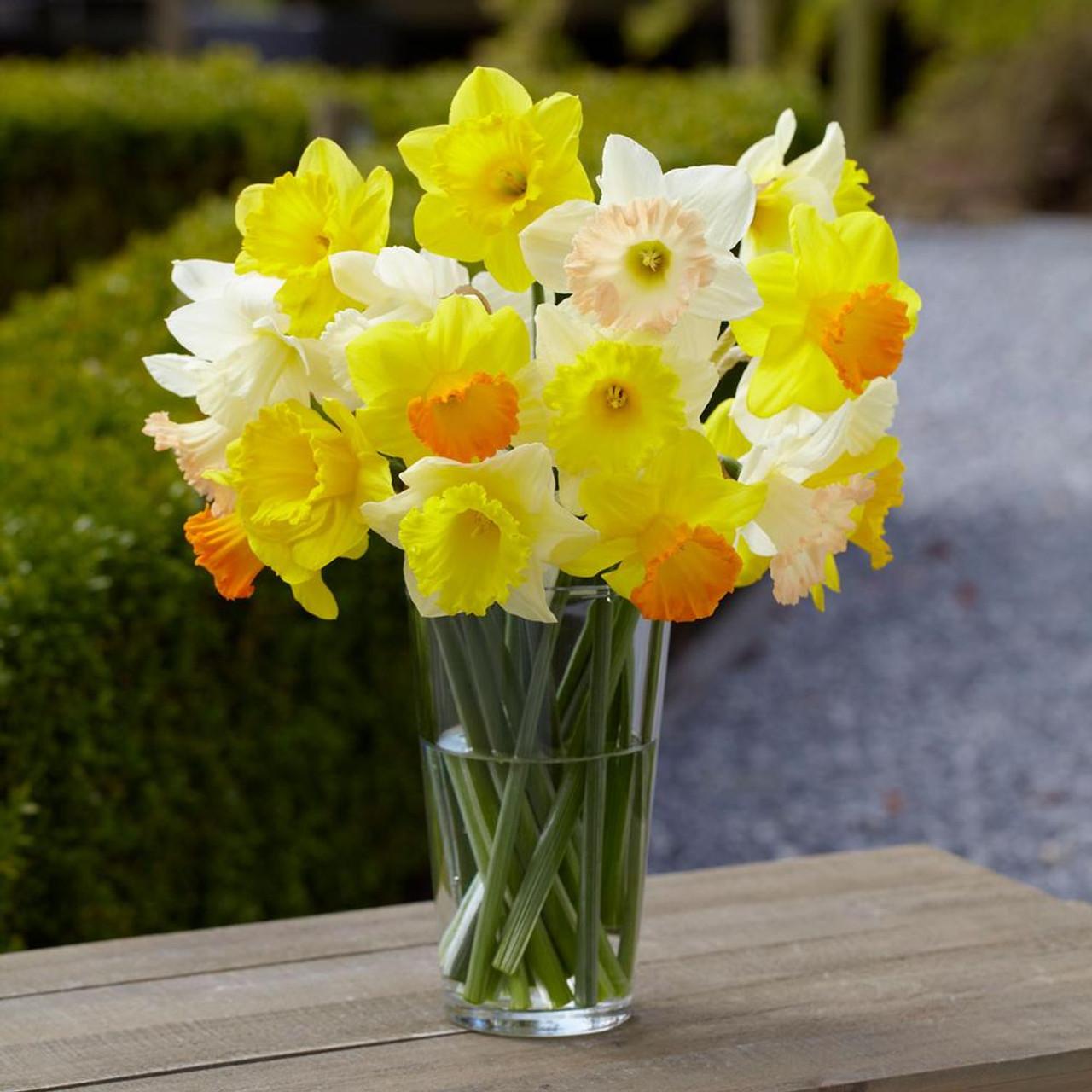Daffodil Mixture Large Flowering Trumpet And Large Cup Mix - View 17 from www redcrocus com