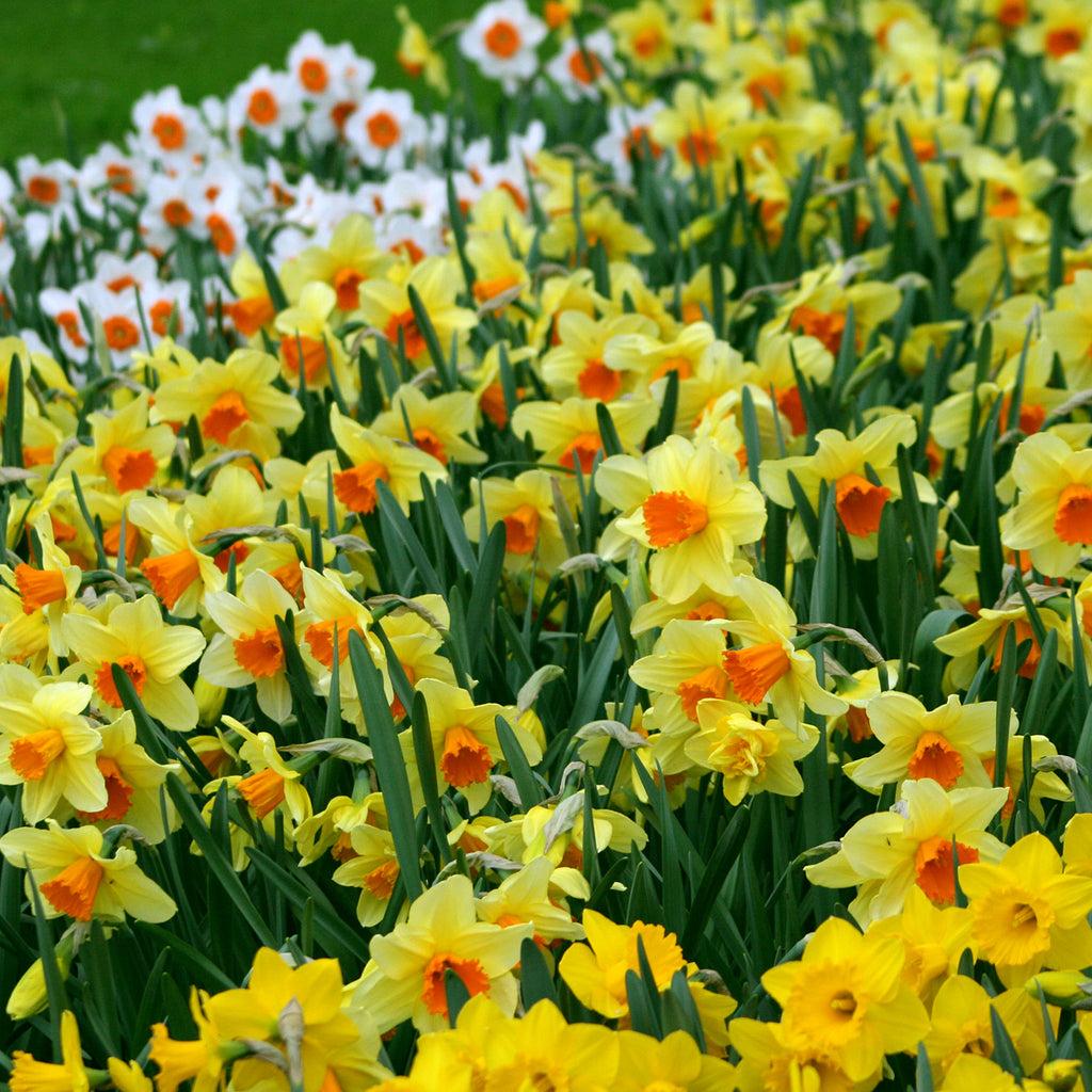 Daffodil Mixture Large Flowering Trumpet And Large Cup Mix - View 3 from www redcrocus com