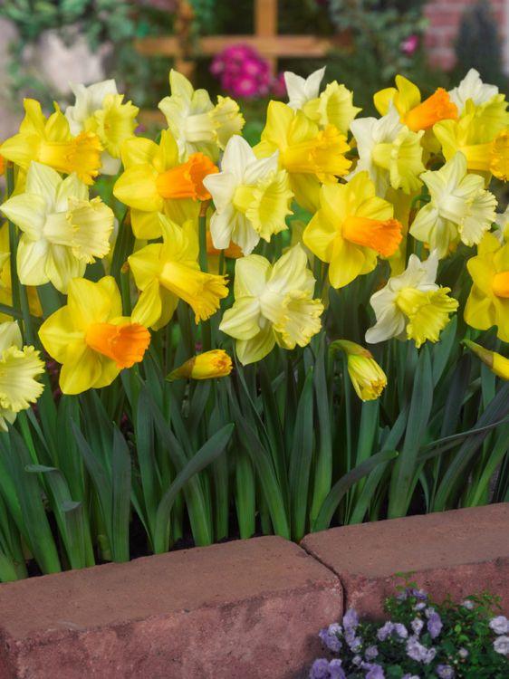Daffodil Mixture Large Flowering Trumpet And Large Cup Mix - View 6 from www redcrocus com
