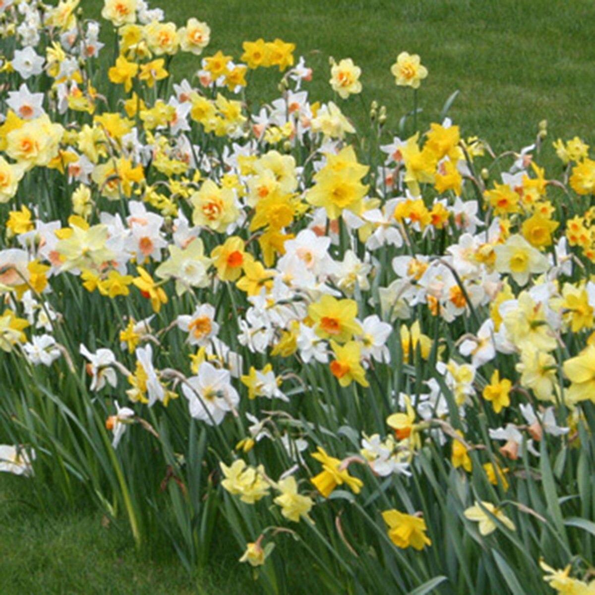 Daffodil Mixture Large Flowering Trumpet And Large Cup Mix - View 7 from www redcrocus com