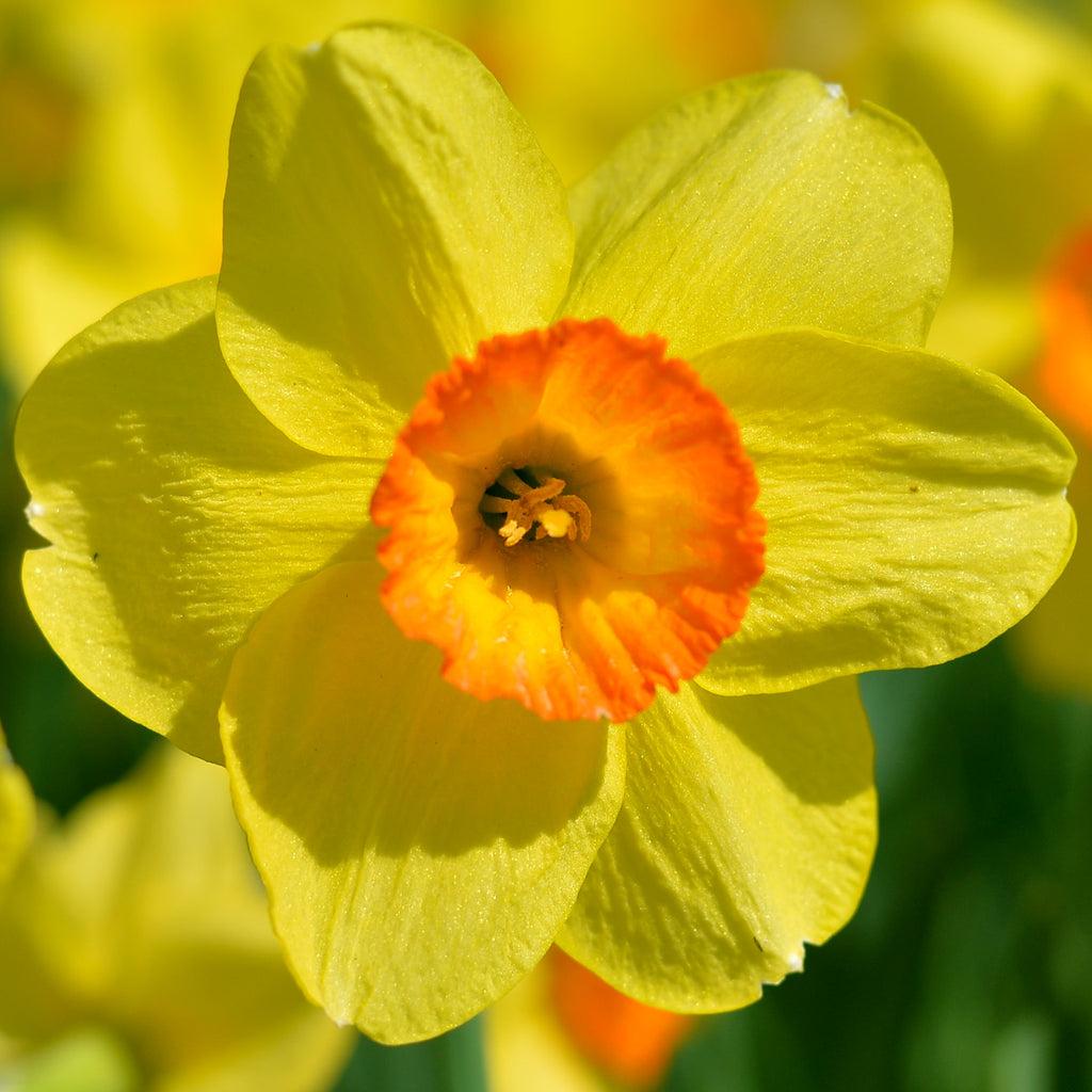 Daffodil Mixture Large Flowering Trumpet And Large Cup Mix - View 8 from www redcrocus com