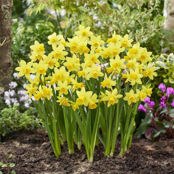 Daffodil, Mixture, 'botanical Mbulbs Iniature', Mix Of All Mbulbs Iniature Daffodils - View 28 from www redcrocus com