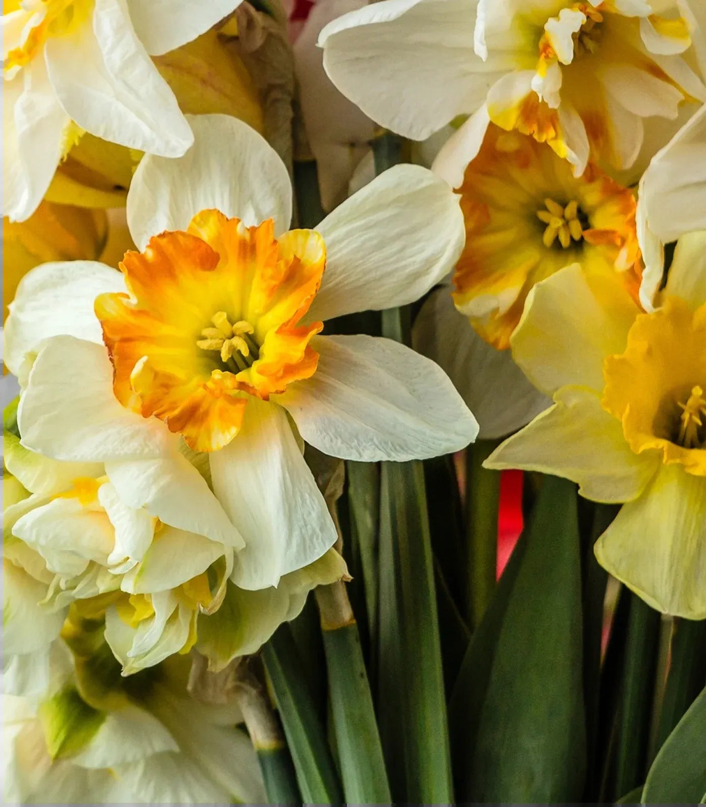 Daffodil, Mixture, 'botanical Mbulbs Iniature', Mix Of All Mbulbs Iniature Daffodils - View 29 from www redcrocus com