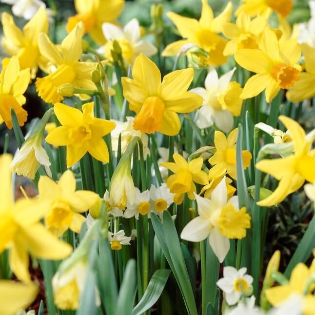 Daffodil, Mixture, 'botanical Mbulbs Iniature', Mix Of All Mbulbs Iniature Daffodils - View 2 from www redcrocus com