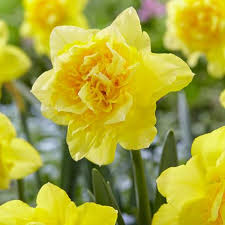 Daffodil Mixture-Mix of Yellow Daffodils-Perfect for Borders and Containers 75 in Box