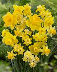 Daffodil Mixture-Mix of Yellow Daffodils-Perfect for Borders and Containers 75 in Box