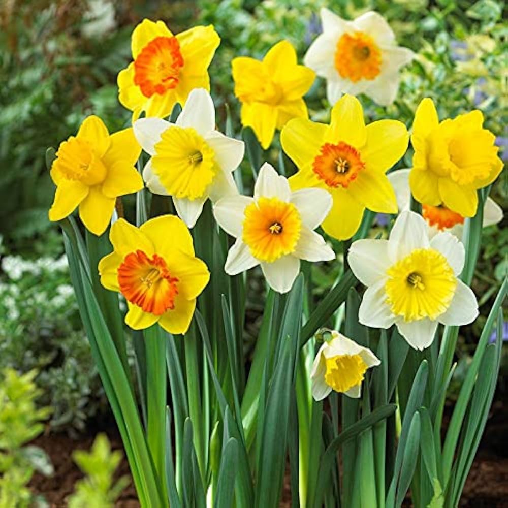 Daffodil Mixture-Mix of Yellow Daffodils-Perfect for Borders and Containers 75 in Box