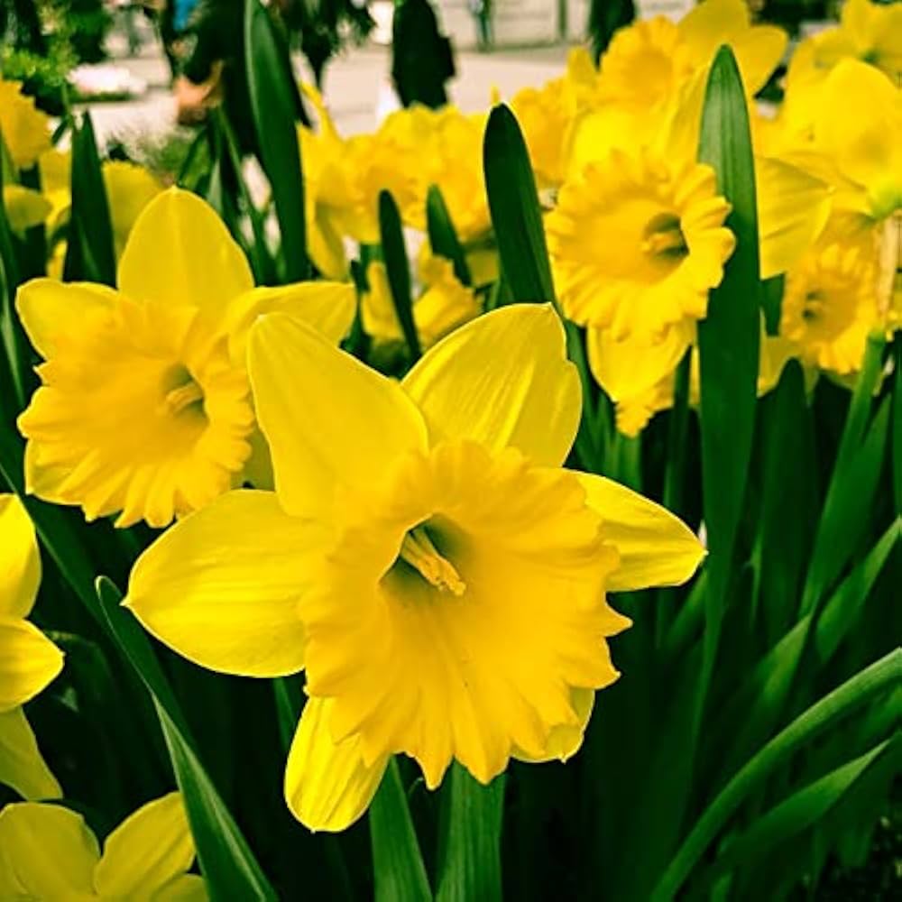 Daffodil Mixture-Mix of Yellow Daffodils-Perfect for Borders and Containers 75 in Box