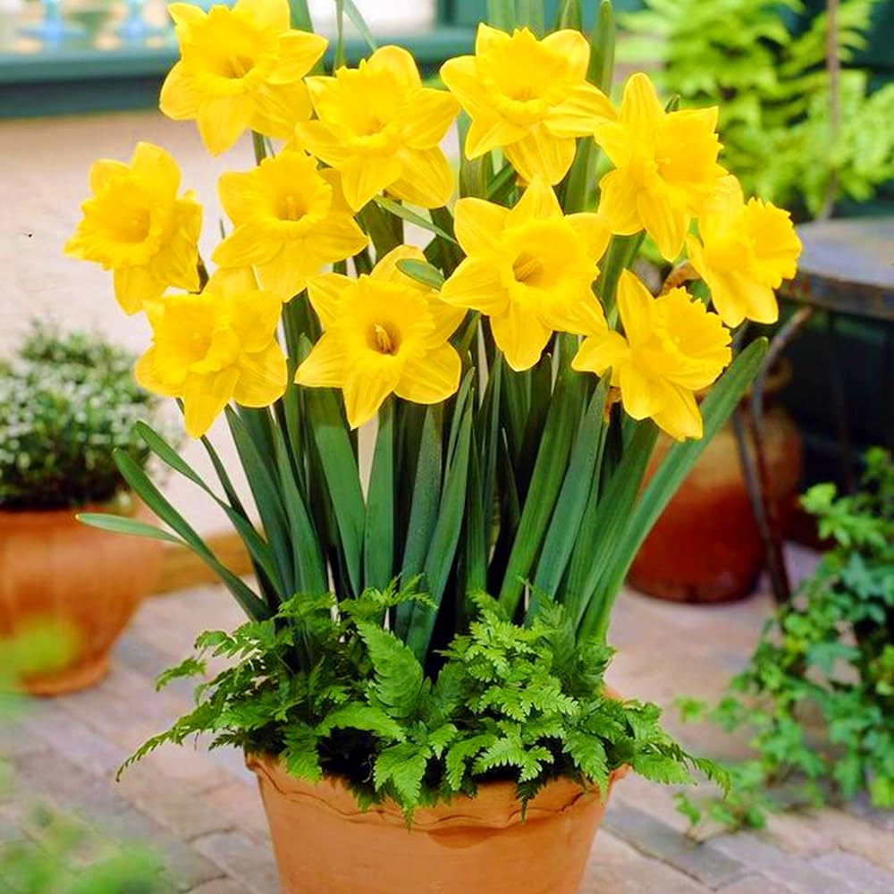Daffodil Mixture-Mix of Yellow Daffodils-Perfect for Borders and Containers 75 in Box