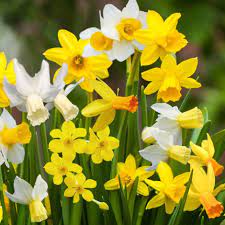 Fragrant Daffodil Mixture-Vibrant Spring Colors 75 in Box