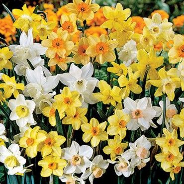 Fragrant Daffodil Mixture-Vibrant Spring Colors 75 in Box