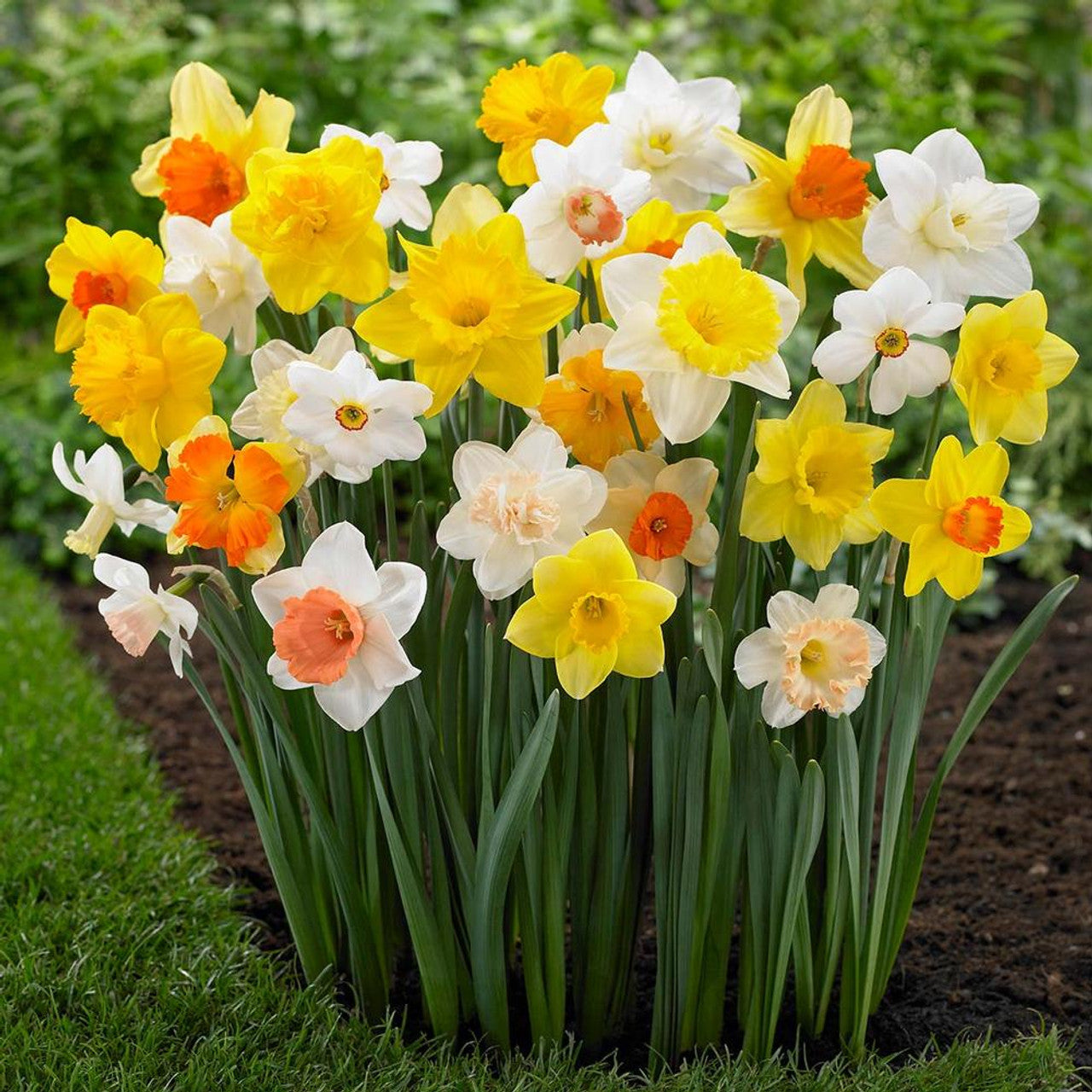 Holland Mixture Daffodil-Elegant White Flowers 75 in Box