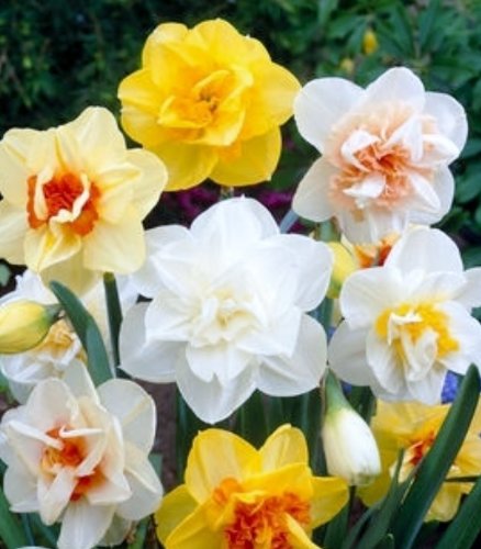 Holland Mixture Daffodil-Elegant White Flowers 75 in Box