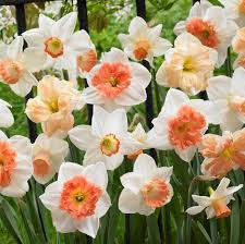 Holland Mixture Daffodil-Elegant White Flowers 75 in Box
