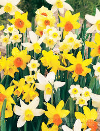 Holland Mixture Daffodil-Elegant White Flowers 75 in Box