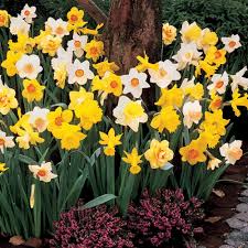 Holland Mixture Daffodil-Elegant White Flowers 75 in Box