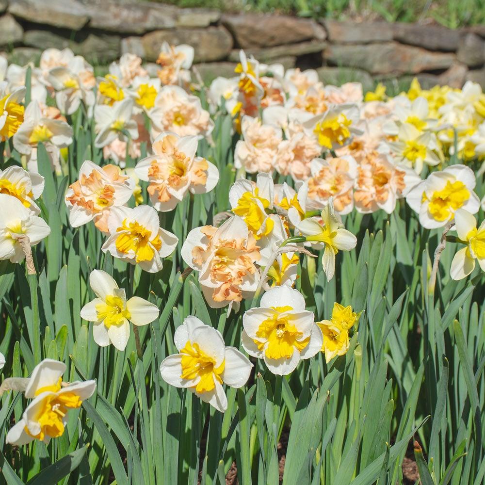Daffodil, Butterfly, 'butterfly Mixture' - View 11 from www redcrocus com