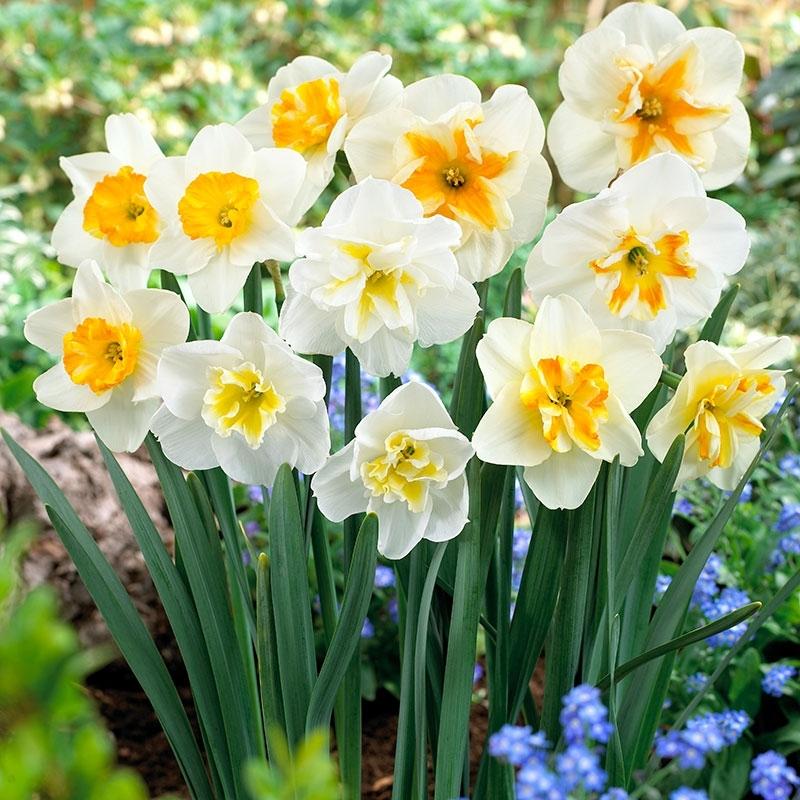 Daffodil, Butterfly, 'butterfly Mixture' - View 12 from www redcrocus com